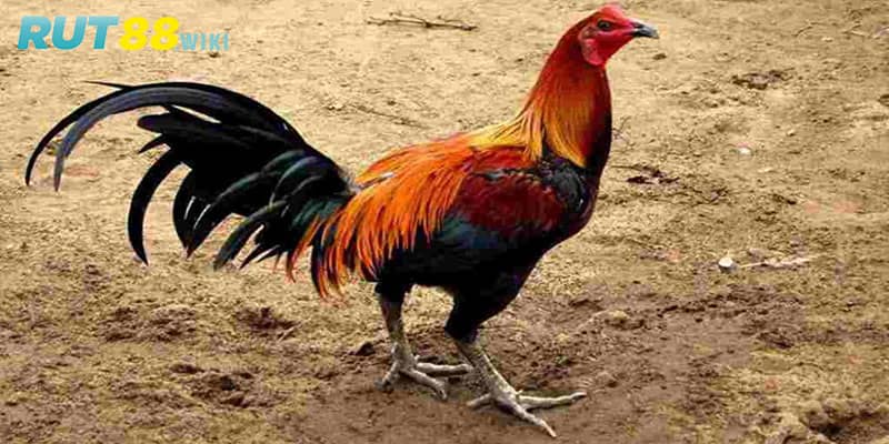 Các giống gà có thể lai tạo gà Peru